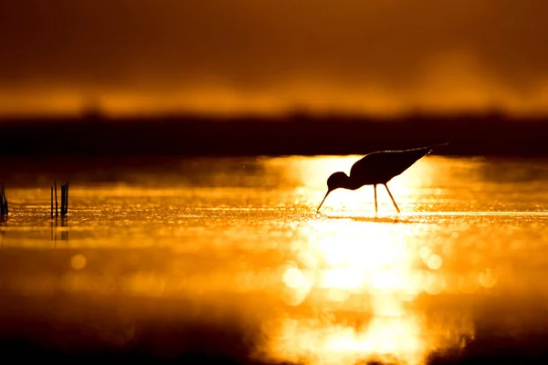 Sonnenuntergang Natur Und Vogel Sonnenuntergang Natur Hintergrund Gewöhnlicher Wasservogel Schwarze — Stockfoto