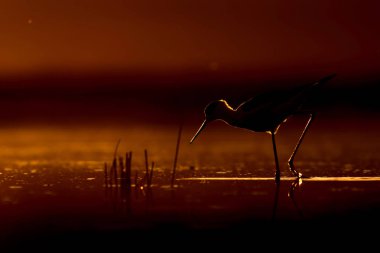 Günbatımı doğa ve kuş. Günbatımı doğa arka plan. Ortak su kuşu: siyah kanatlı stilt. Himantopus himantopus.