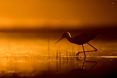 Günbatımı doğa ve kuş. Günbatımı doğa arka plan. Ortak su kuşu: siyah kanatlı stilt. Himantopus himantopus.