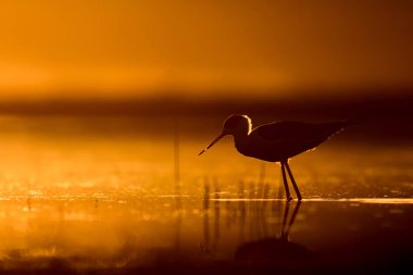 Günbatımı doğa ve kuş. Günbatımı doğa arka plan. Ortak su kuşu: siyah kanatlı stilt. Himantopus himantopus.