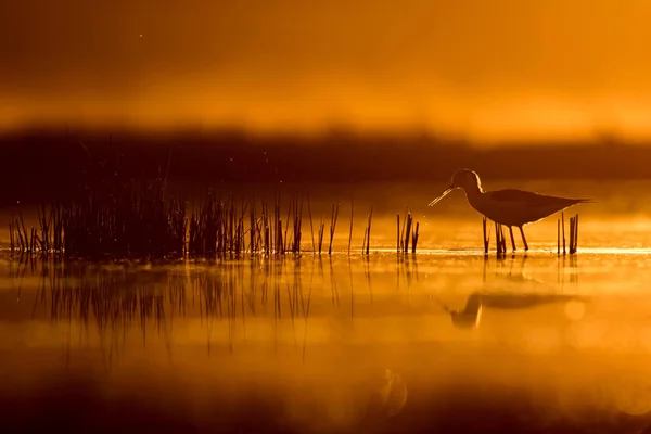 Закат Природы Птицы Закат Фон Природы Обычная Водяная Птица Черный — стоковое фото