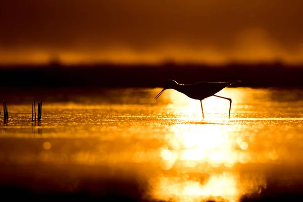 Sonnenuntergang Natur Und Vogel Sonnenuntergang Natur Hintergrund Gewöhnlicher Wasservogel Schwarze — Stockfoto