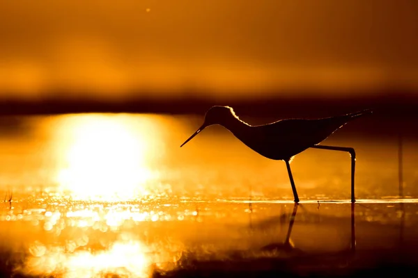 Sonnenuntergang Natur Und Vogel Sonnenuntergang Natur Hintergrund Gewöhnlicher Wasservogel Schwarze — Stockfoto