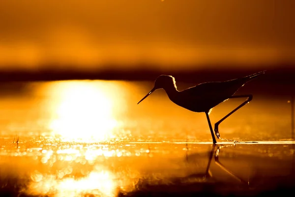 Tramonto Natura Uccello Tramonto Sfondo Natura Uccello Acqua Comune Alato — Foto Stock