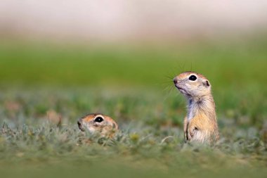 Sevimli hayvan. Avrupa Yer Sincabı. Yeşil doğa arka planı. Avrupa Sousl Spermophilus citellus.