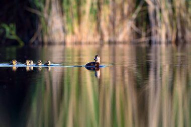 Sevimli ördek ailesi. Doğal arka plan. Kuş: Ortak Pochard. Aythya ferina