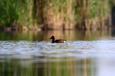 Yüzen ördek. Doğal göl habitat arka plan. Kuş: Ferruginous Duck. Aythya nyroca.