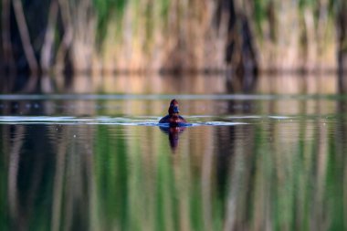 Yüzen ördek. Doğal göl habitat arka plan. Kuş: Ferruginous Duck. Aythya nyroca.