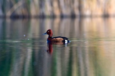 Yüzen ördek. Doğal göl habitat arka plan. Kuş: Ferruginous Duck. Aythya nyroca.