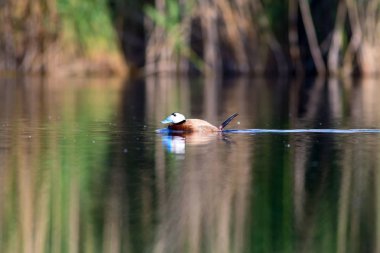 Yüzen ördek. Renkli doğa arka plan. Ördek: Beyaz başlı ördek. Oxyura leucocephala.