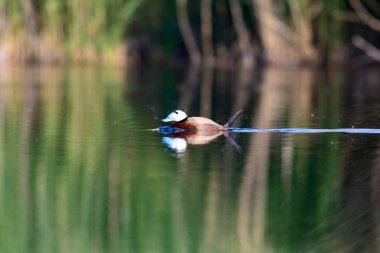 Yüzen ördek. Renkli doğa arka plan. Ördek: Beyaz başlı ördek. Oxyura leucocephala.