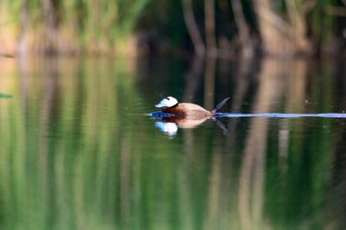 Yüzen ördek. Renkli doğa arka plan. Ördek: Beyaz başlı ördek. Oxyura leucocephala.