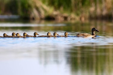 Sevimli ördek ailesi. Doğa arka planı. Kuş: Mallard. Anas platyrhynchos