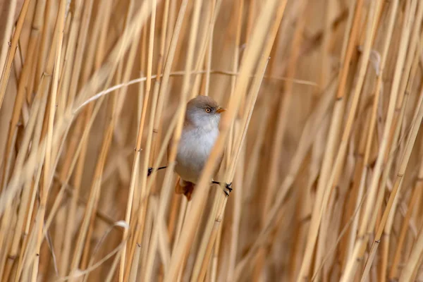 Schattige Kleine Vogel Achtergrond Van Natuur Habitat Vogel Bearded Reedling — Stockfoto