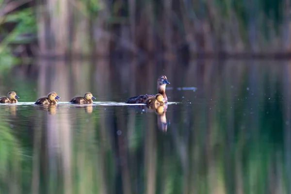 Schattig Eend Familie Natuurlijke Achtergrond Vogel Gemeenschappelijke Pochard Aythya Ferina — Stockfoto