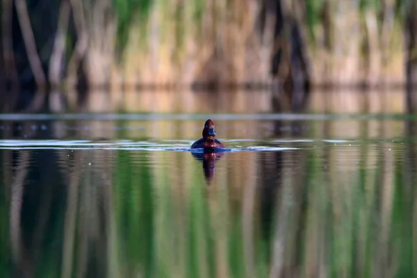 Pato Nadador Fundo Habitat Lago Natural Pássaro Pato Ferruginoso Aythya — Fotografia de Stock