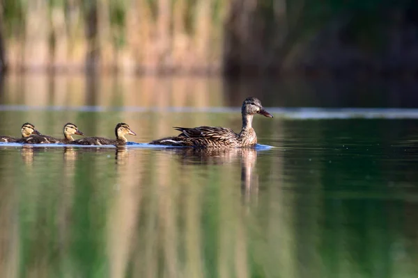 Cute duck family. Nature background. Bird: Mallard. Anas platyrhynchos