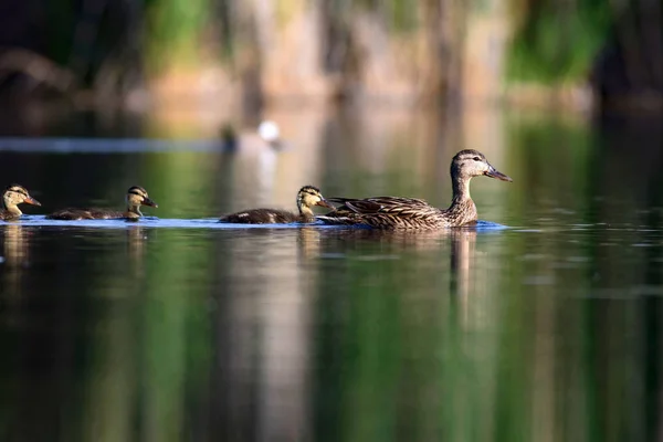 可爱的鸭子家庭 自然背景 马拉德 阿纳斯 普拉蒂尔欣乔斯 — 图库照片