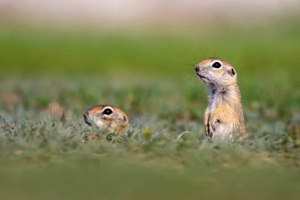 Animais Giros Esquilo Terrestre Europeu Fundo Natureza Verde Sousl Europeu — Fotografia de Stock