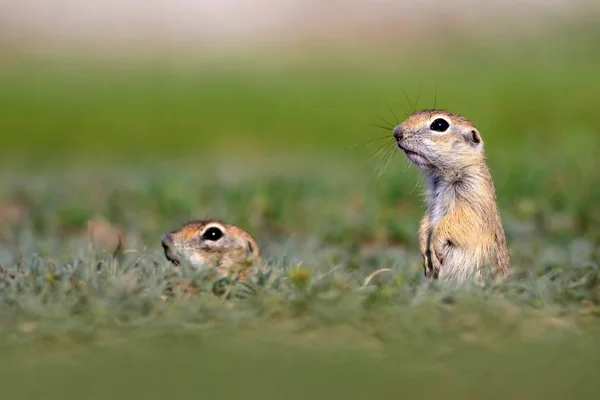 Animais Giros Esquilo Terrestre Europeu Fundo Natureza Verde Sousl Europeu — Fotografia de Stock