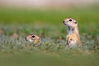 Sevimli hayvanlar. Avrupa Yer Sincabı. Yeşil doğa arka planı. Avrupa Sousl Spermophilus citellus. 