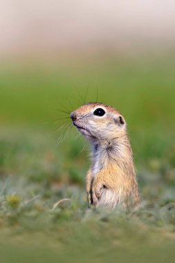 Sevimli yer sincabı. Avrupa Yer Sincabı. Yeşil doğa arka planı. Avrupa Sousl Spermophilus citellus.
