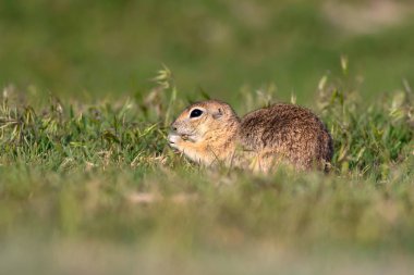 Sevimli yer sincabı. Avrupa Yer Sincabı. Yeşil doğa arka planı. Avrupa Sousl Spermophilus citellus.