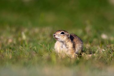 Sevimli hayvan. Avrupa Yer Sincabı. Yeşil doğa arka planı. Avrupa Sousl Spermophilus citellus. 