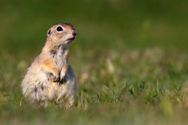 Sevimli hayvan. Avrupa Yer Sincabı. Yeşil doğa arka planı. Avrupa Sousl Spermophilus citellus. 