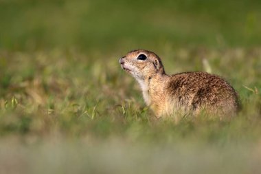 Sevimli yer sincabı. Avrupa Yer Sincabı. Yeşil doğa arka planı. Avrupa Sousl Spermophilus citellus.