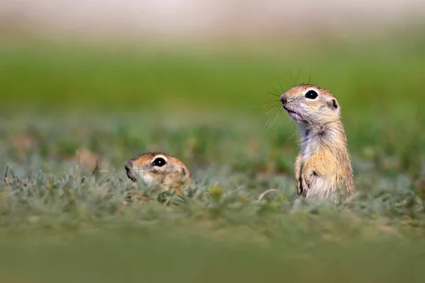 Animais Giros Esquilo Terrestre Europeu Fundo Natureza Verde Sousl Europeu — Fotografia de Stock