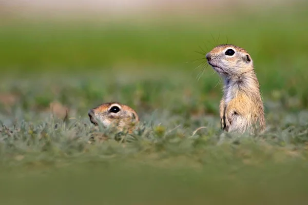 Animais Giros Esquilo Terrestre Europeu Fundo Natureza Verde Sousl Europeu — Fotografia de Stock