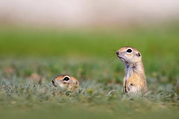 Carini Gli Animali Scoiattolo Terra Europeo Sfondo Verde Natura Spermofila — Foto Stock