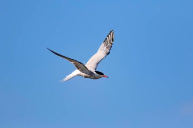 Uçan kuş. Mavi gökyüzü arka planı. Ortak kuş: Ortak Tern. Sterna hirundo. 