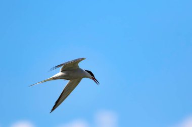 Uçan kuş. Mavi gökyüzü arka planı. Ortak kuş: Ortak Tern. Sterna hirundo. 