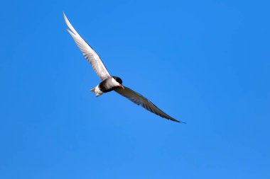Uçan kuş. Mavi gökyüzü arka planı. Ortak kuş: Ortak Tern. Sterna hirundo. 