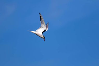 Uçan kuş. Mavi gökyüzü arka planı. Ortak kuş: Ortak Tern. Sterna hirundo. 