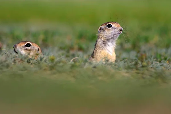 Animais Giros Esquilo Terrestre Europeu Fundo Natureza Verde Sousl Europeu — Fotografia de Stock