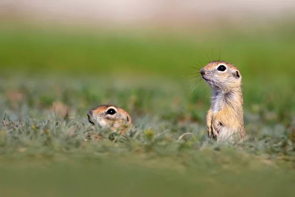 Cute Animals European Ground Squirrel Green Nature Background European Sousl — Stock Photo, Image