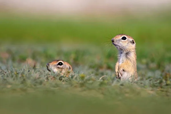 Cute Animals European Ground Squirrel Green Nature Background European Sousl — Stock Photo, Image