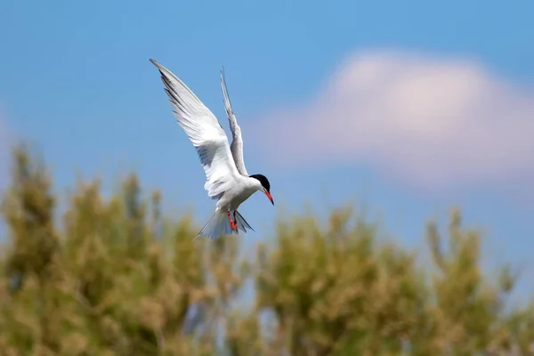 Flying bird. Blue sky nature background. Common bird: Common Tern. Sterna hirundo.