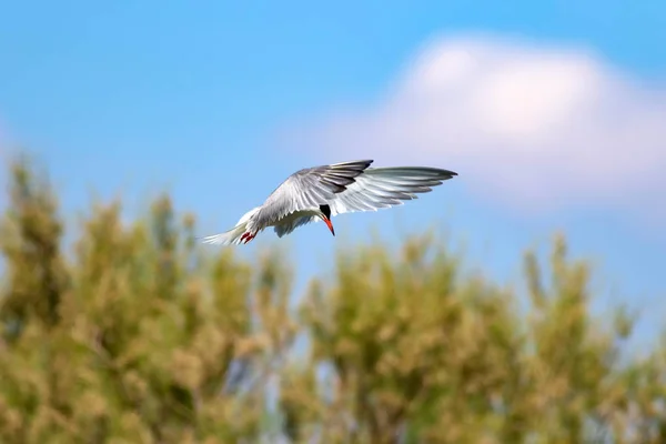 Pájaro Volador Cielo Azul Fondo Naturaleza Pájaro Común Common Tern — Foto de Stock