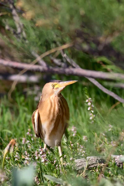 Mała Bittern Ixobrychus Minutus Tło Siedliska Przyrodniczego Kayseri Sultan Sazligi — Zdjęcie stockowe