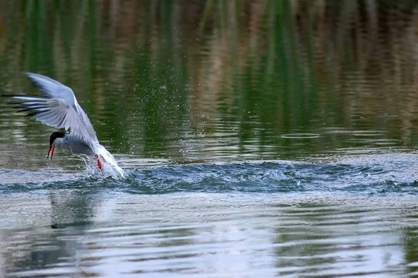 Fliegender Weißer Süßer Vogel Blaugrüner Hintergrund Vogel Seeschwalbe Gelochelidon Nilotica — Stockfoto