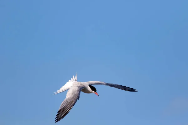 Pássaro Voador Fundo Azul Céu Pássaro Comum Tern Comum Sterna — Fotografia de Stock