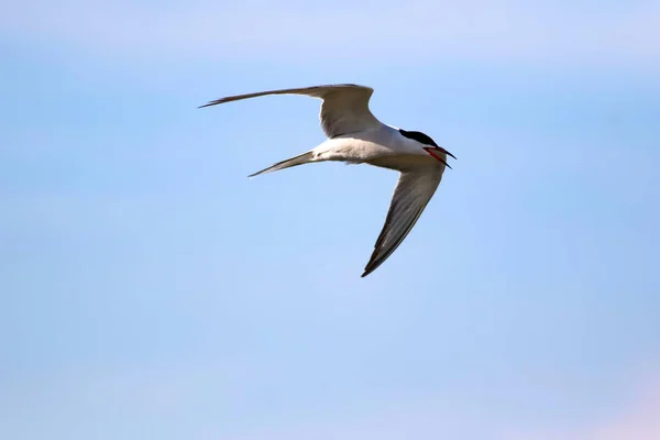 Pájaro Volador Fondo Cielo Azul Pájaro Común Common Tern Sterna — Foto de Stock