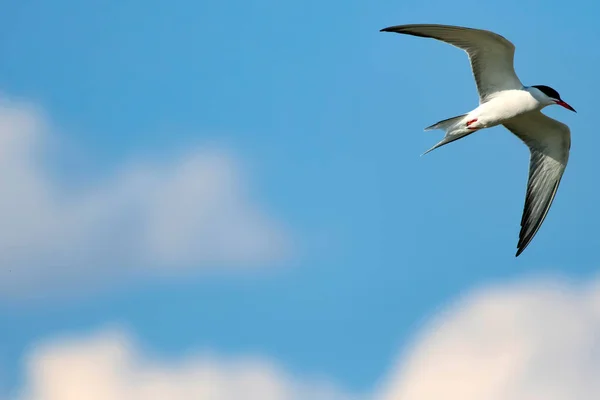 Pássaro Voador Fundo Azul Céu Pássaro Comum Tern Comum Sterna — Fotografia de Stock