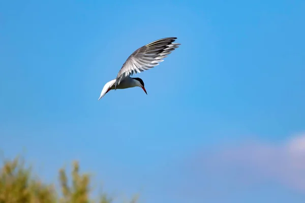 Flying bird. Blue sky background. Common bird: Common Tern. Sterna hirundo.
