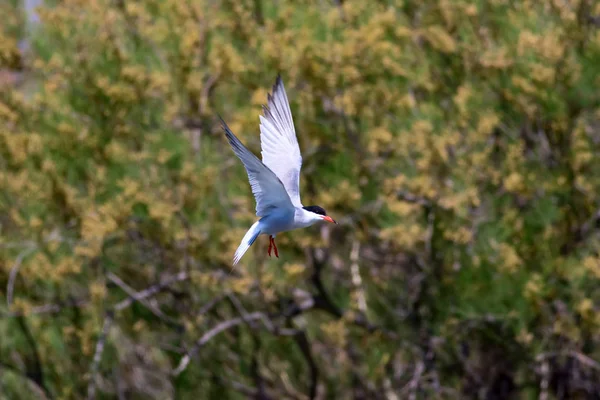 Pássaro Voador Céu Azul Natureza Fundo Pássaro Comum Tern Comum — Fotografia de Stock