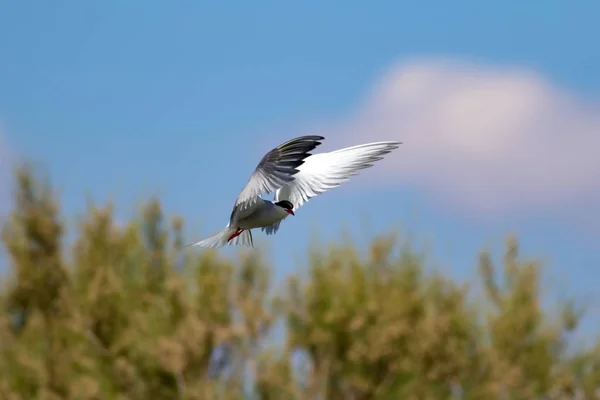 Летающая Птица Голубой Фон Природы Common Bird Common Tern Стерна — стоковое фото